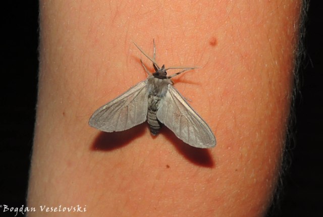 Gulugufe (moth)