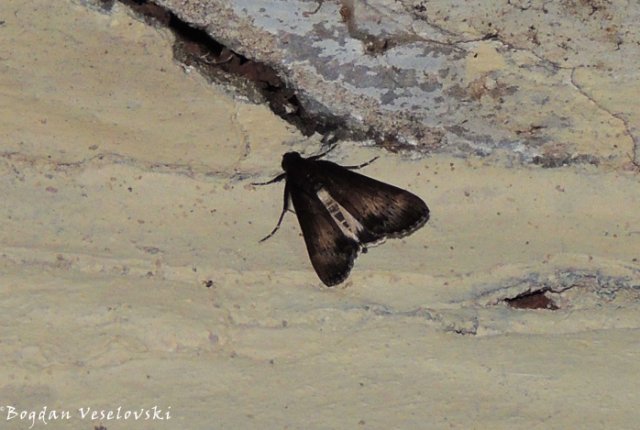 Gulugufe (moth)