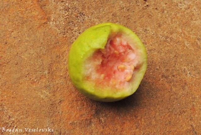 Gwafa (guava)