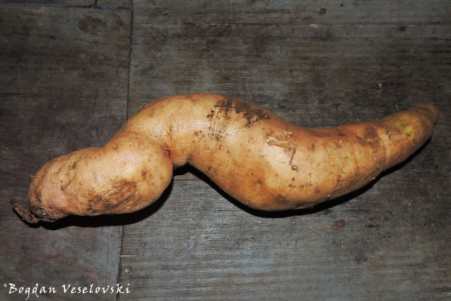 Huge sweet potato