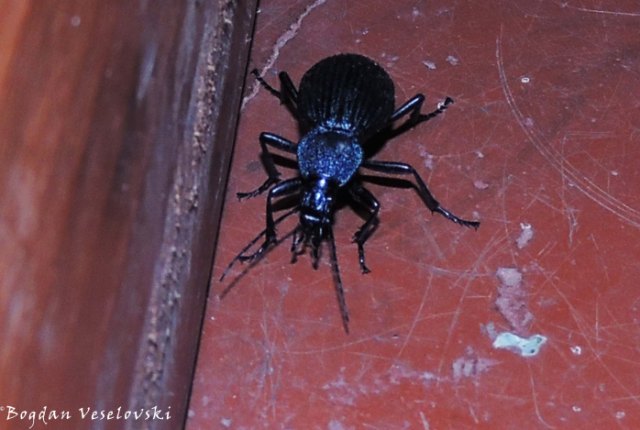Kafadala (beetle)
