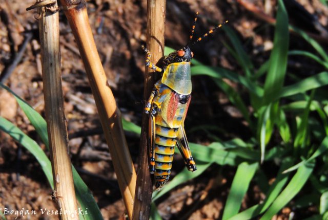 Kafadala / Mnunkhadala (elegant grasshopper)