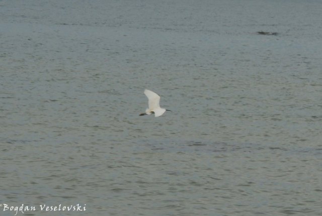 Kakowa (egret in Chintheche)
