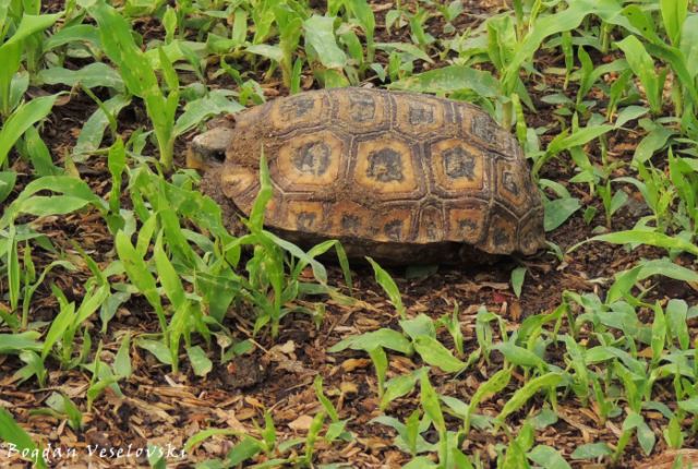 Kamba (tortoise)
