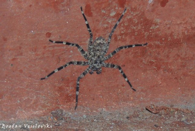 Kangaude (spider)