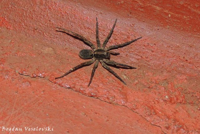 Kangaude (spider)