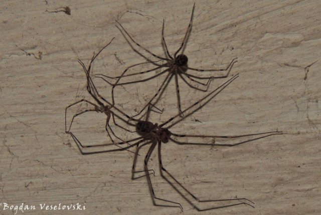 Kangaude (spiders)