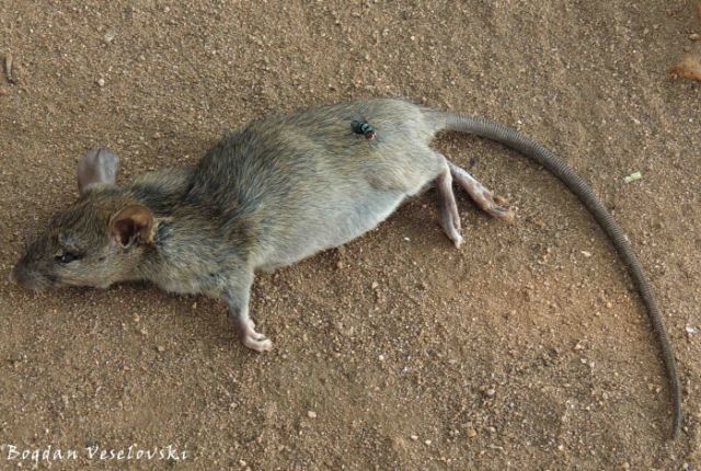 Khoswe (rat)