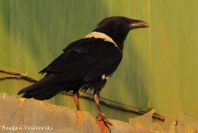 Khwangwala (pied crow. corvus albus)