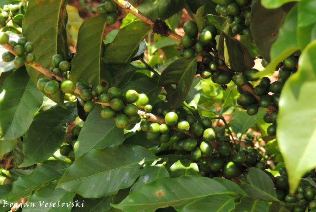 Kofi (coffee beans in Satemwa)