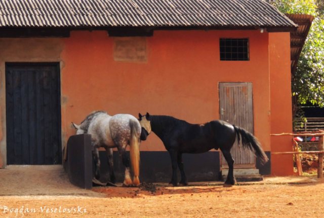 Mahatchi (horses in Zomba)