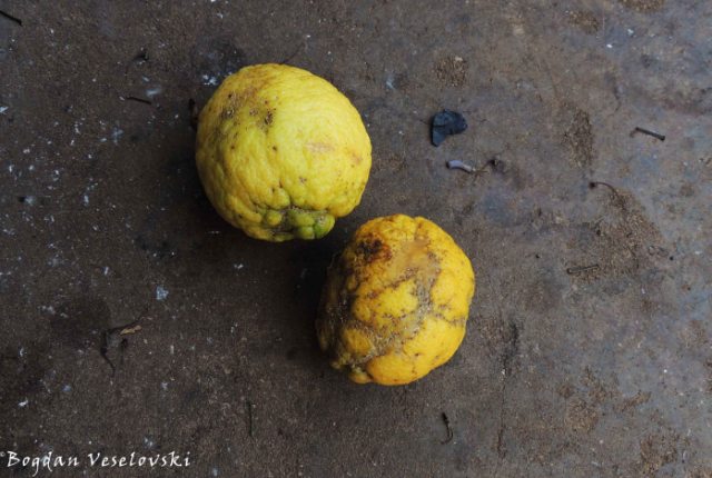 Mandimu (lemons from Limbe)