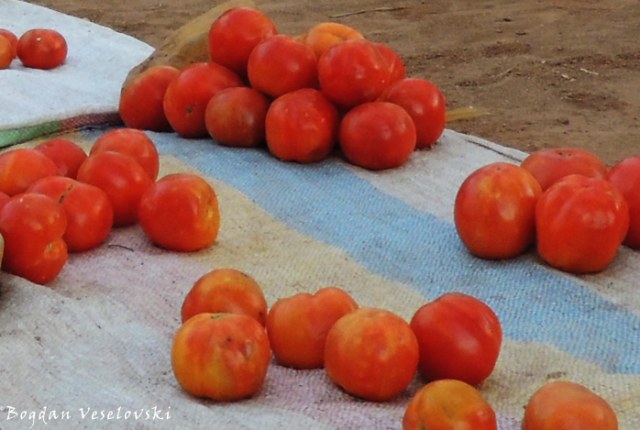 Matimati (tomatoes. lycopersicon lycopeersicum)