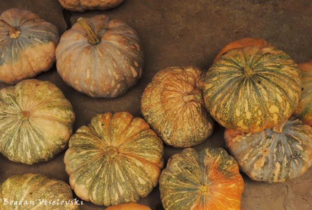 Maungu (pumpkins in Nsanje)