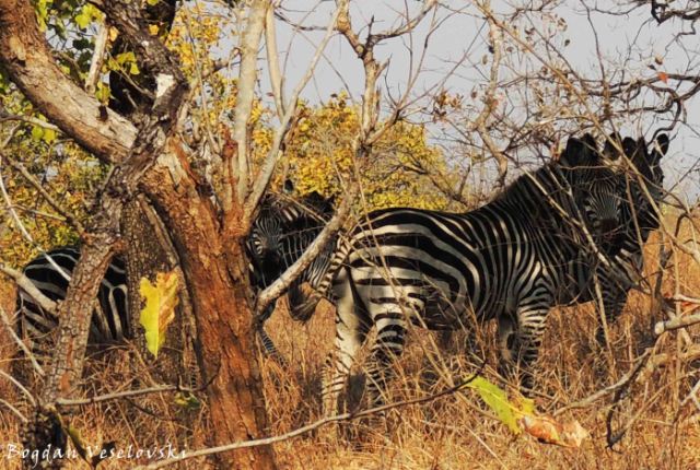 Mbidzi (zebras. equus burchelli)