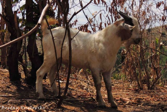 Mbuzi (billy goat)