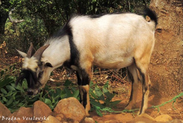 Mbuzi (billy goat)