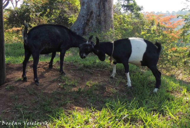 Mbuzi (billy goats fighting)