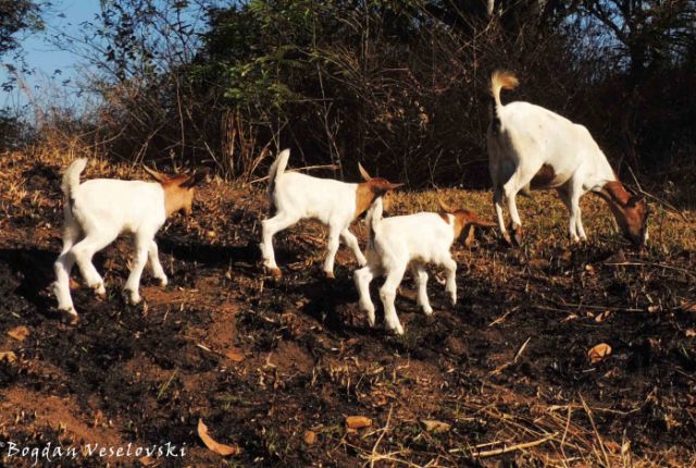 Mbuzi (female goat & kids)