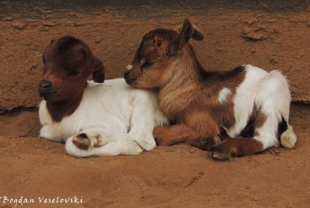 Mbuzi (goat kids)