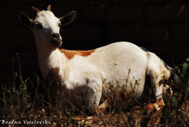 Mbuzi (goat)