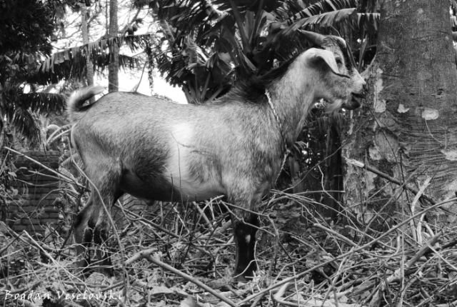 Mbuzi (young billy goat)