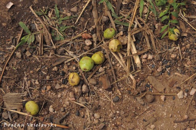 Mfula / Msewe (fruits of marula tree. Sclerocarya caffra)