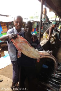 Mlamba (catfish)
