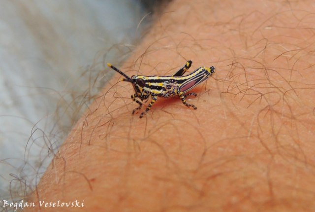 Mnunkhadala (elegant grasshopper)