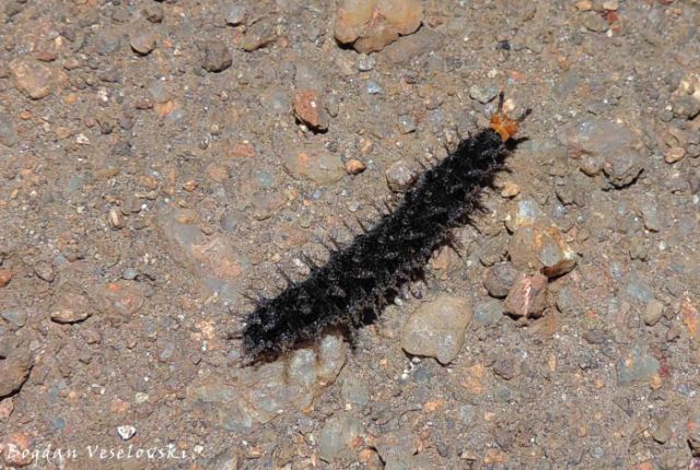 Mphalabungu (caterpillar)