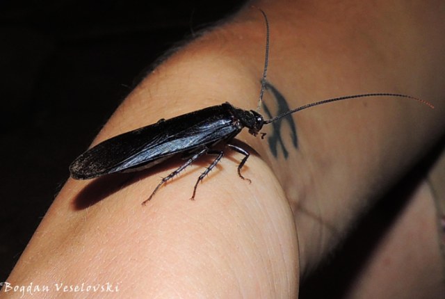 Mphemvu (cockroach)