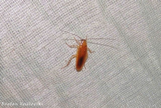 Mphemvu (cockroach)