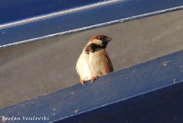 Mpheta (house sparrow)