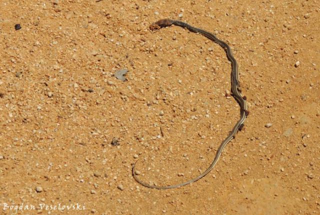 Mswalulu (yellow-bellied sand snake in Nkhotakota)