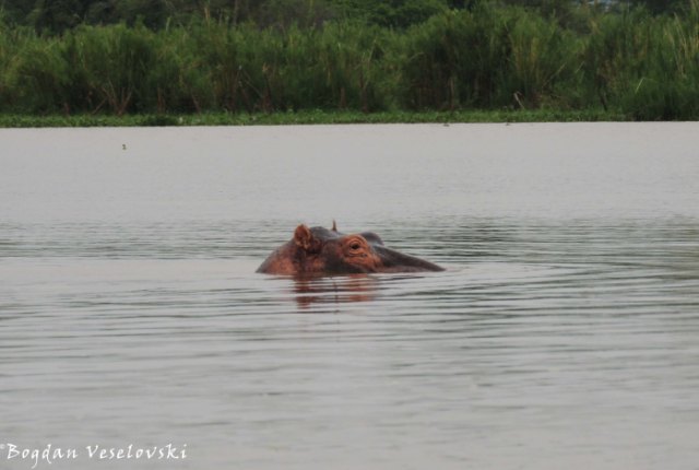 Mvuu (hippo)