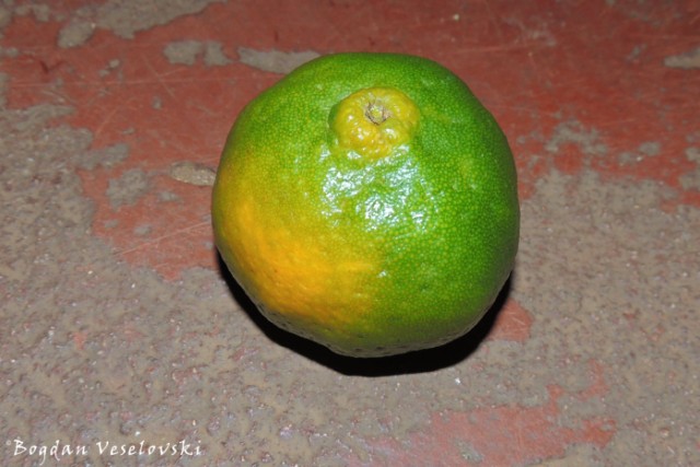 Nachesi (tangerine)