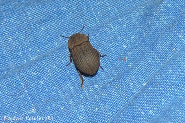 Nangalire (beetle)