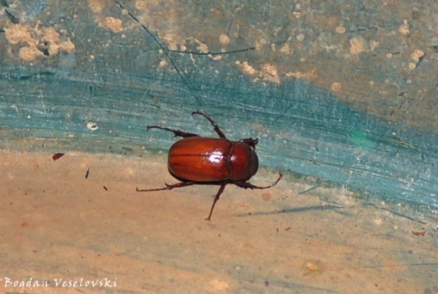 Nankafumbwe (beetle)