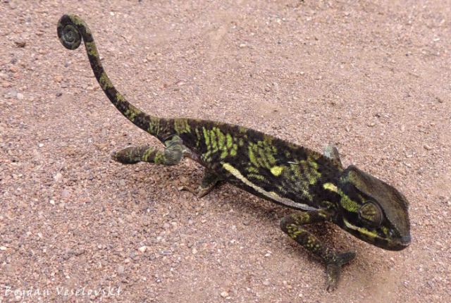 Nanzikambe (chameleon)