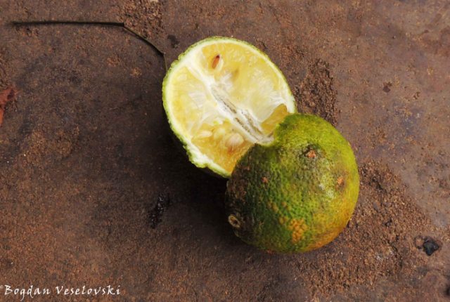 Ndimu (green lemon)