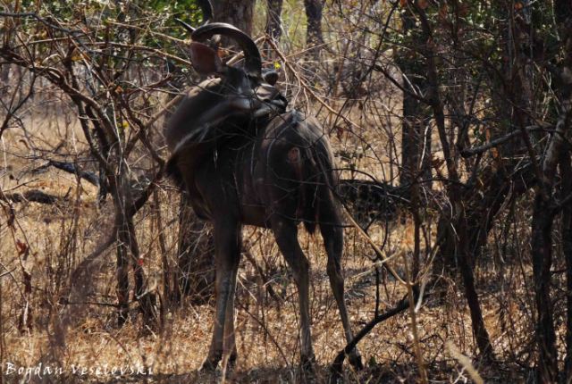 Ngoma (greater kudu - beauty time)