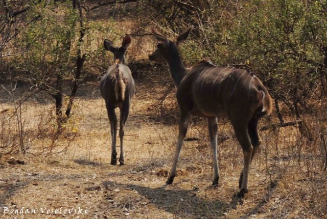 Ngoma (greater kudu - females)