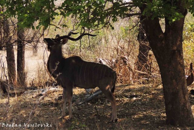 Ngoma (greater kudu - male feeding)