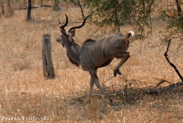 Ngoma (greater kudu - male running)