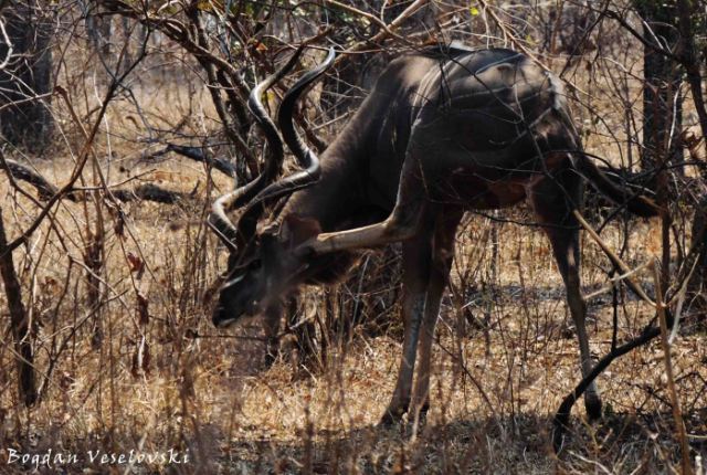 Ngoma (greater kudu - male scratching)