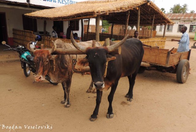 Ng'ombe (cattle in Nsanje)