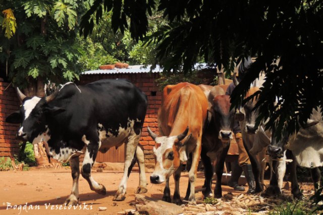 Ng'ombe (cattle)