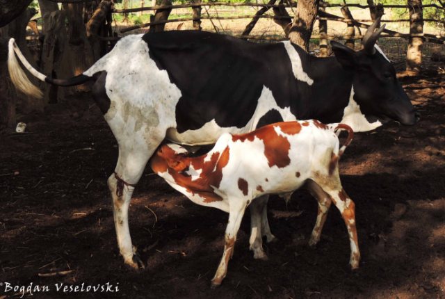Ng'ombe (cow & calf)
