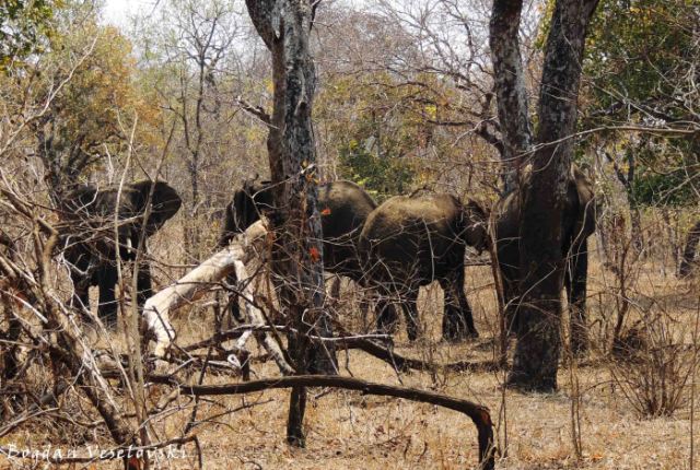 Njovu (elephants playing 'hide and seek')