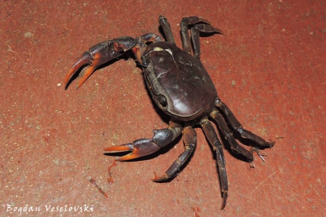 Nkhanu (crab)